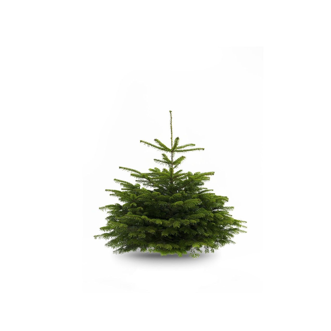 Ecosapin - 1 Mètre Ecosapin - 1 Mètre