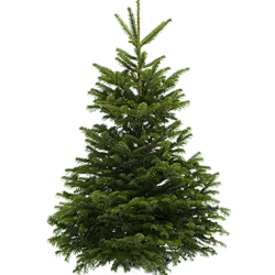 Sapin Coupe (Français)