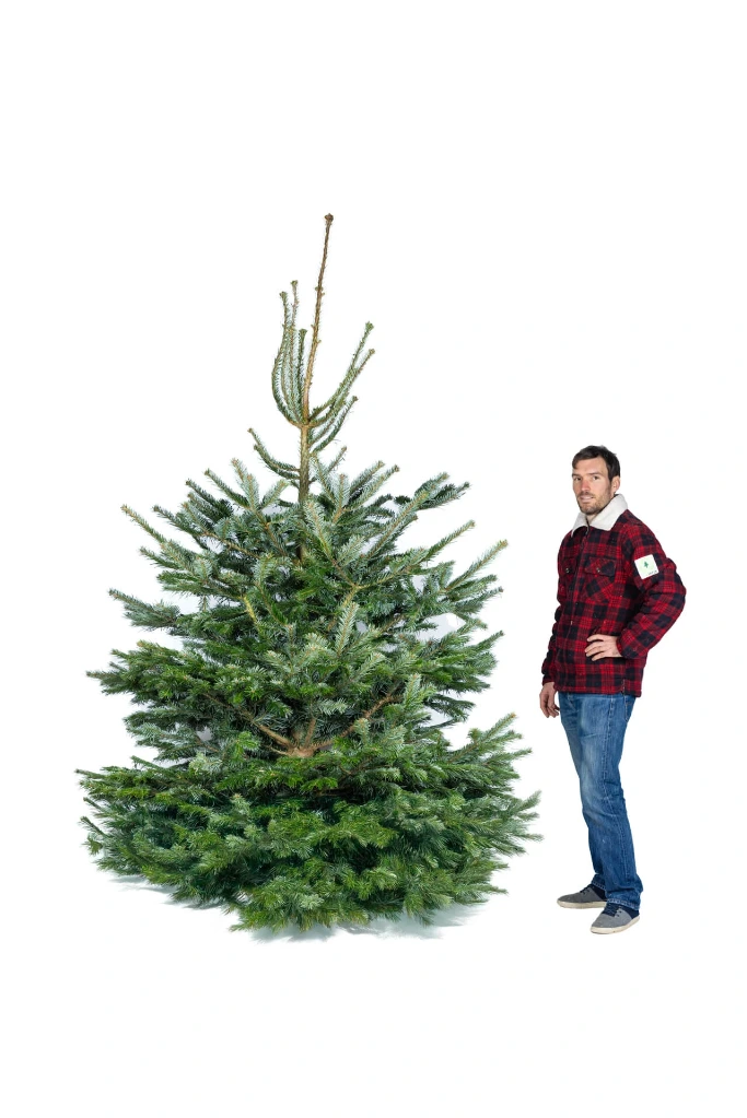Cut Swiss Christmas tree (270-300 cm)